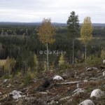 Björkar höst Jokkmokk-0011