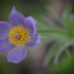 1305_Nipsippa Krången Pulsatilla patens_0065