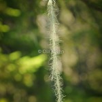 Långskägg Usnea longissima-5014