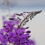 Rallarros Epilobium angustifolium-3101