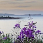 Rallarros Epilobium angustifolium-3099