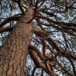 tall_Pinus sylvestris_1210_Västermarks NR_0132_3_8_n