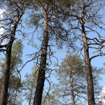 tall_Pinus sylvestris_NV-tallar i grupp_rs_låguppl