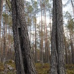 tall_Pinus sylvestris_Nv-talllar SV Ödingen_låguppl