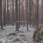 tallskog vinter DSC_8577_78_83_tonemapped