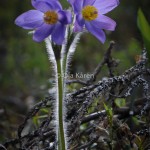 Nipsippa_Pulsatilla patens_DSC_0370