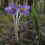 Nipsippa_pulsatilla patens_DSC_0371