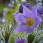 Nipsippa pulsatilla patens_DSC_0376