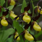 Guckusko_Cypripedium calceolus_DSC_1692