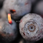 Blåbär_blueberry_Vaccinium myrtillus_DSC_3371