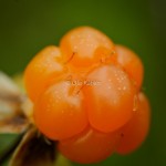 Hjortron_Rubus chamaemorus_DSC_3477