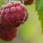 Hallon_Rubus idaeus_DSC_4028