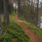 Stig i sandtallskog Graninge-3574