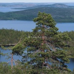 Skulebergets nationalpark Tärnettvattnen-0758