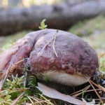 Rödbrun stensopp Boletus pinophilus-3734