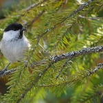 Talltita Parus montanus-3402