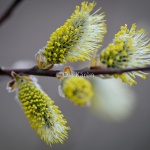 sälg blommor Salix-8802