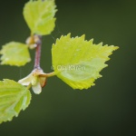 Björklöv Betula pubescens Birch leaf-0022