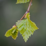 Björklöv Betula pubescens Birch leaf-0048