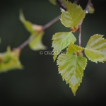 Björklöv Betula pubescens Birch leaf-0053