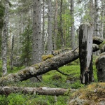 Helvetesbrännan naturskog-1398