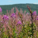 Mjölkört Epilobium angustifolium hygge-2679