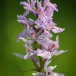 Jungfru Marie Nycklar Dactylorhiza maculata-1247-2