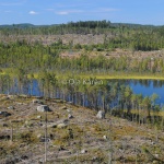 Darratjärnen naturhänsyn-3126