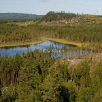 Darratjärnen naturhänsyn-3259