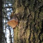 aspticka Phellinus tremulae_7071