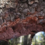 Ullticka Phellinus ferrugineofuscus-6810