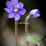 Blåsippa_Anemone hepatica_0547