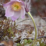 Mosippa_Pulsatilla vernalis_0501