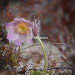 Mosippa_Pulsatilla vernalis_0505