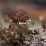 Dvärgbägarlav_Cladonia parasitica_OK0_3618