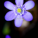 Blåsippa Hepatica nobilis-5077