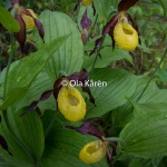 Guckusko_Cypripedium calceolus-6573