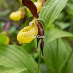 Guckusko_Cypripedium calceolus-6568