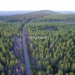 Skog_0451