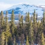 Fjällnära skog_9705