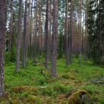 OK0_2062_lowres_skött skog_knärot