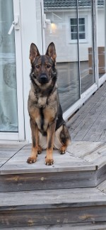 Easy L - testad lämplig att prövas som polis patrullhund och Väktare