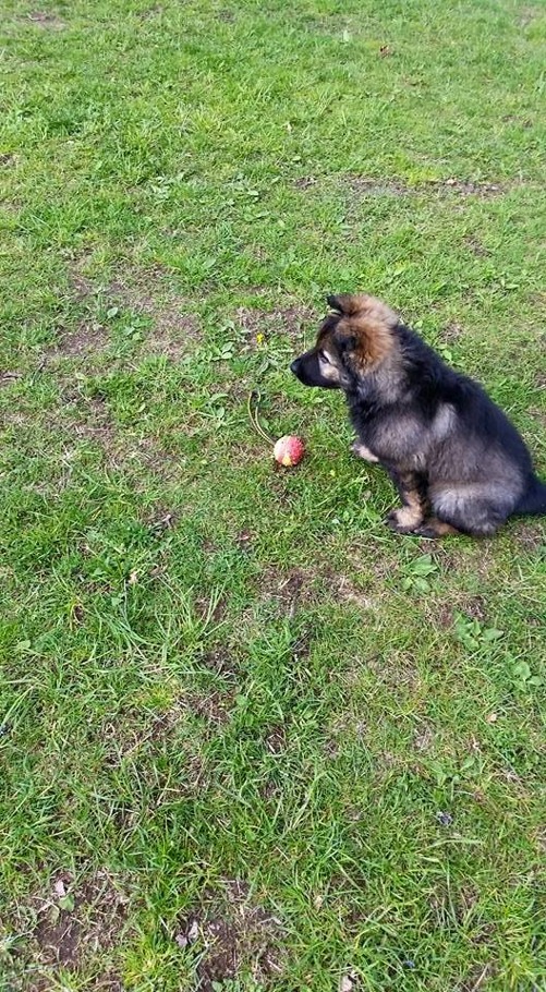 Enzie den lilla busen Enzie den lilla busen