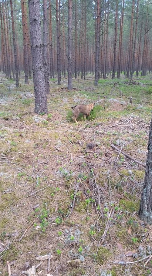 Exi i uppletandet Exi i uppletandet