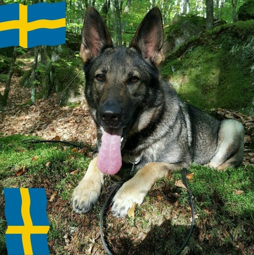 Foxy (Blinka) snart färdig vård hund.tävlar även hkl spår och elit sök Foxy (Blinka) snart färdig vård hund.tävlar även hkl spår och elit sök