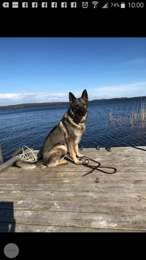 Dio uppflyttad till elit skydd, tävlar även hkl sök och lkl spår Dio uppflyttad till elit skydd, tävlar även hkl sök och lkl spår