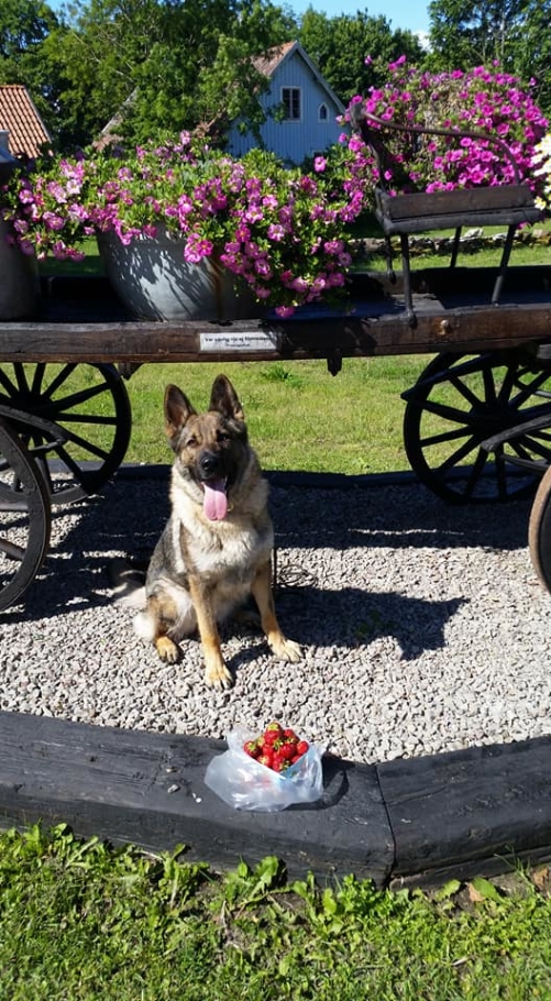 Så Exi mitt lilla popcorn som tävlat från lkl-elit sök och lkl-elit skydd och lkl-elit spår i år älskade tok hund Så Exi mitt lilla popcorn som tävlat från lkl-elit sök och lkl-elit skydd och lkl-elit spår i år älskade tok hund
