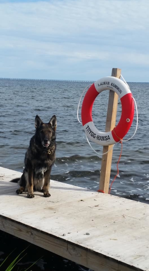 Sen fick min älskade stjärna Rixi och även stam tik till vår kennel somna in 1 vecka efter midsommar i år vi har gjort så mycket ihop 3 bruks sm i skydd elit spår Dem mästare i skydd och framför allt du var mitt allt tack R I P sov gott Sen fick min älskade stjärna Rixi och även stam tik till vår kennel somna in 1 vecka efter midsommar i år vi har gjort så mycket ihop 3 bruks sm i skydd elit spår Dem mästare i skydd och framför allt du var mitt allt tack R I P sov gott