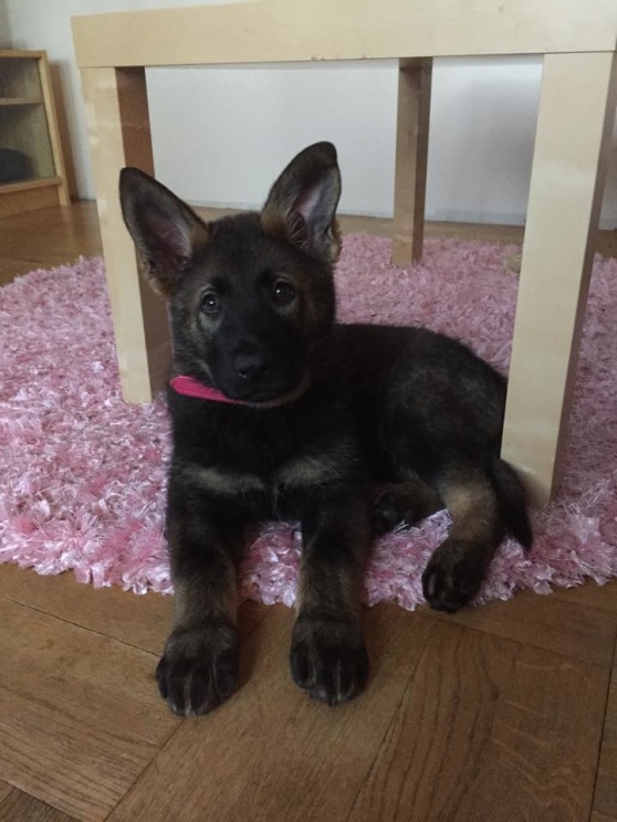 Elda lilla snyggingen Elda lilla snyggingen