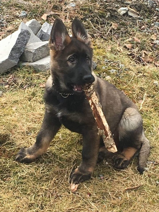 Fenja Fenja